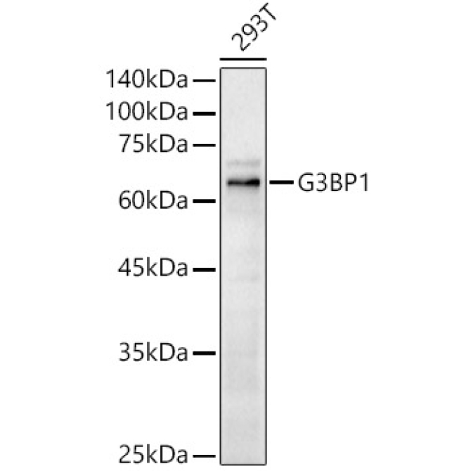 G3BP1 Rabbit Polyclonal Antibody
