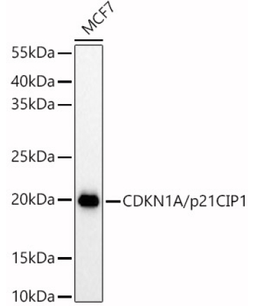 CDKN1A/p21CIP1 Rabbit Polyclonal Antibody