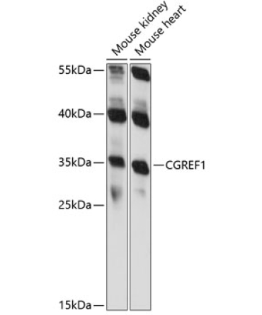CGREF1 Rabbit Polyclonal Antibody