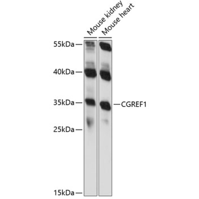 CGREF1 Rabbit Polyclonal Antibody