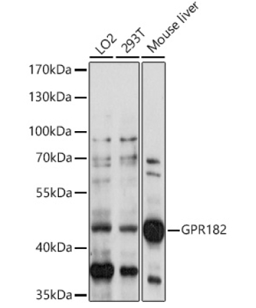 GPR182 Rabbit Polyclonal Antibody