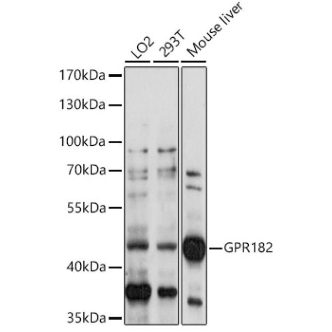 GPR182 Rabbit Polyclonal Antibody