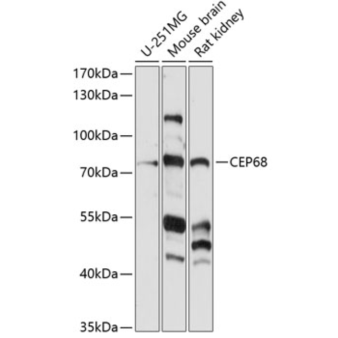 CEP68 Rabbit Polyclonal Antibody