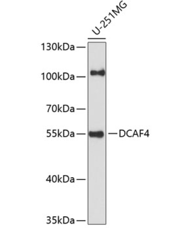 DCAF4 Rabbit Polyclonal Antibody