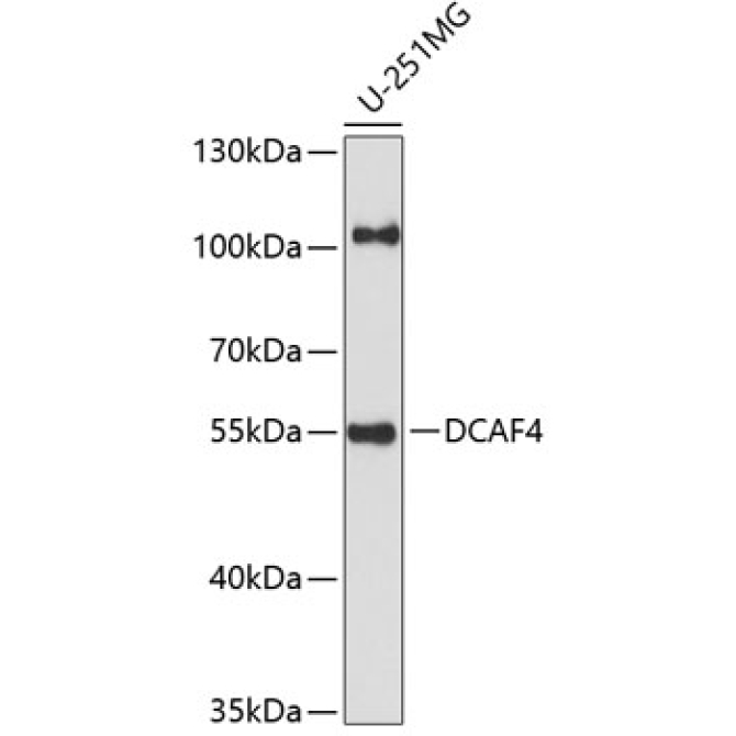 DCAF4 Rabbit Polyclonal Antibody