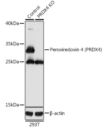 Peroxiredoxin 4 (PRDX4) Rabbit Polyclonal Antibody [KO Validated]