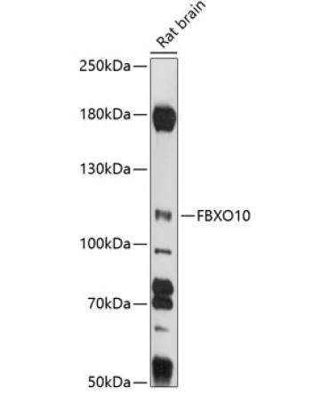 FBXO10 Rabbit Polyclonal Antibody