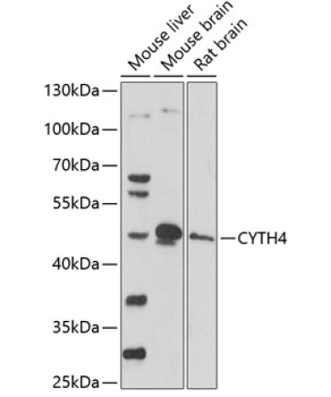 CYTH4 Rabbit Polyclonal Antibody