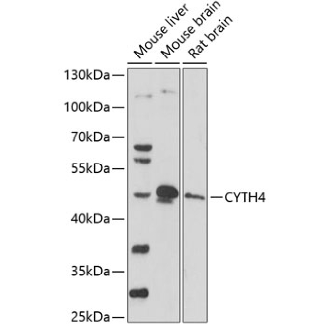CYTH4 Rabbit Polyclonal Antibody