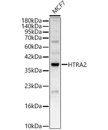 HTRA2 Rabbit Polyclonal Antibody