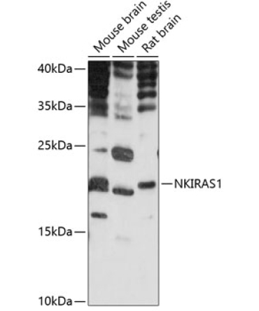 NKIRAS1 Rabbit Polyclonal Antibody