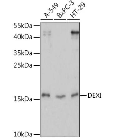 DEXI Rabbit Polyclonal Antibody