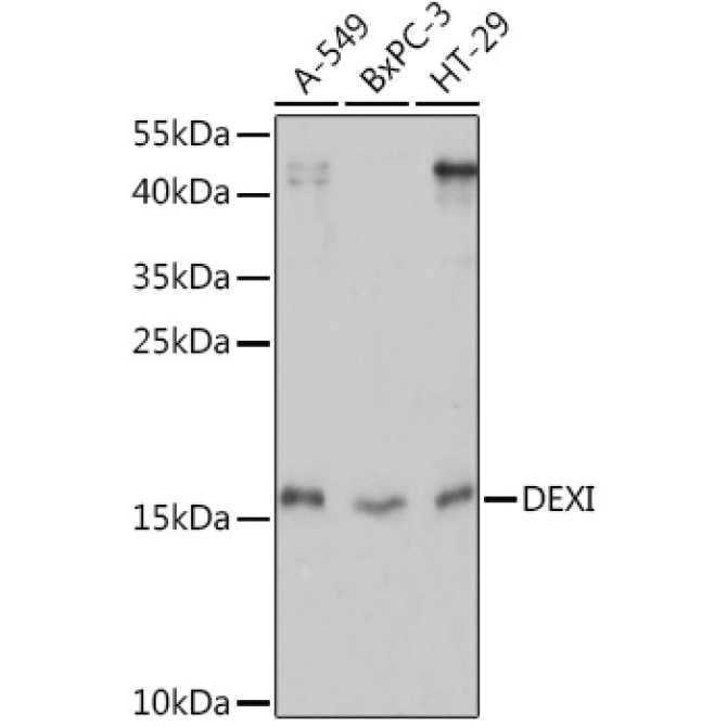 DEXI Rabbit Polyclonal Antibody