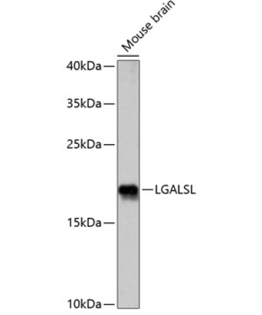 LGALSL Rabbit Polyclonal Antibody
