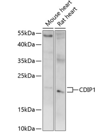 CDIP1 Rabbit Polyclonal Antibody