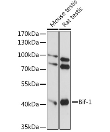 Bif-1 Rabbit Polyclonal Antibody
