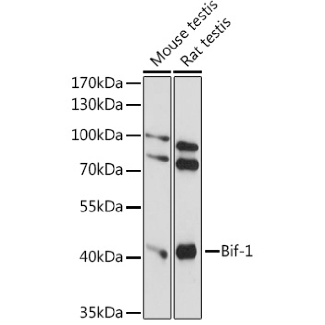 Bif-1 Rabbit Polyclonal Antibody