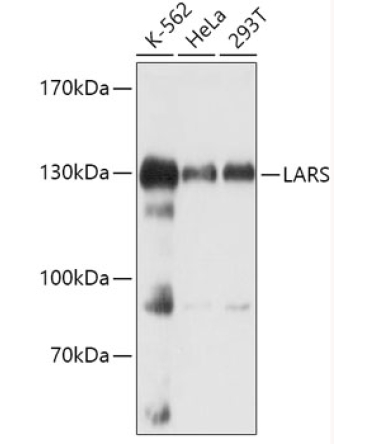 LARS Rabbit Polyclonal Antibody