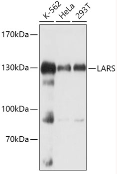 LARS Rabbit Polyclonal Antibody