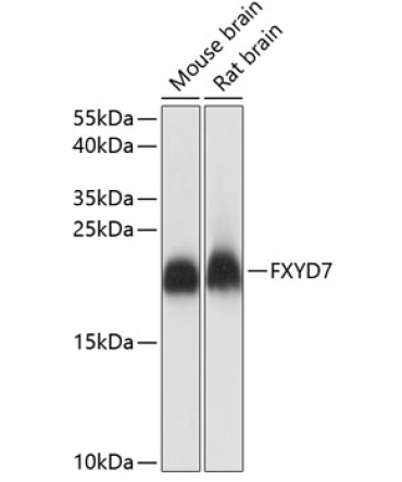 FXYD7 Rabbit Polyclonal Antibody
