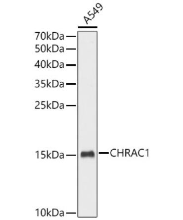 CHRAC1 Rabbit Polyclonal Antibody [KO Validated]