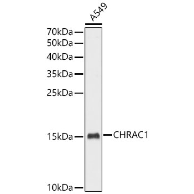 CHRAC1 Rabbit Polyclonal Antibody [KO Validated]