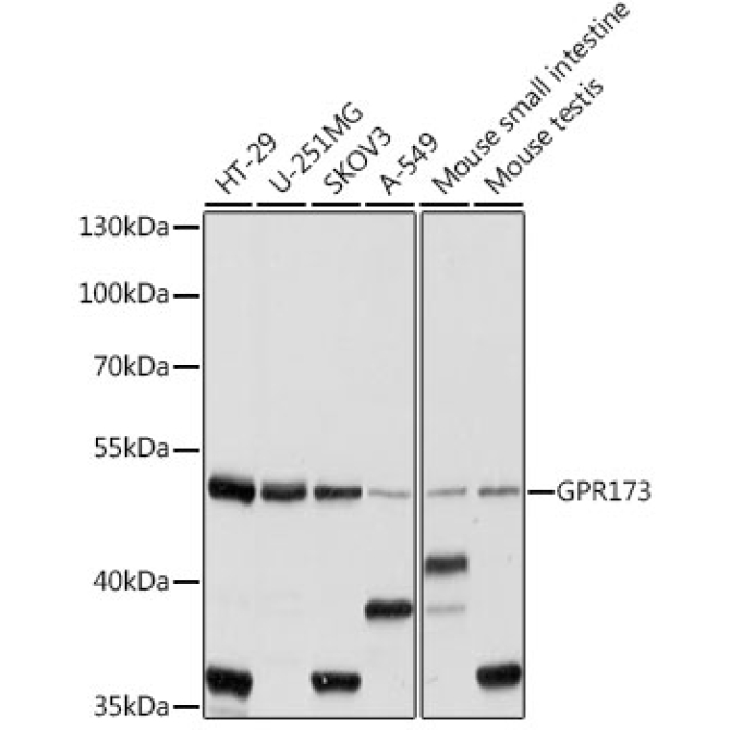 GPR173 Rabbit Polyclonal Antibody