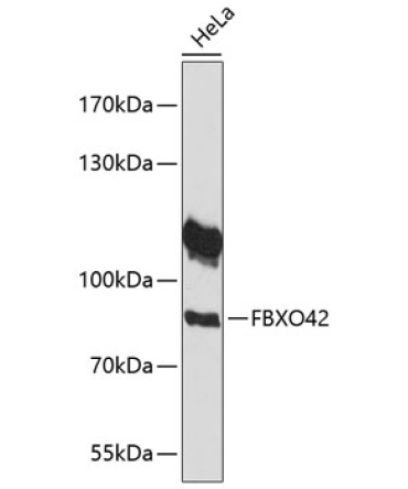 FBXO42 Rabbit Polyclonal Antibody