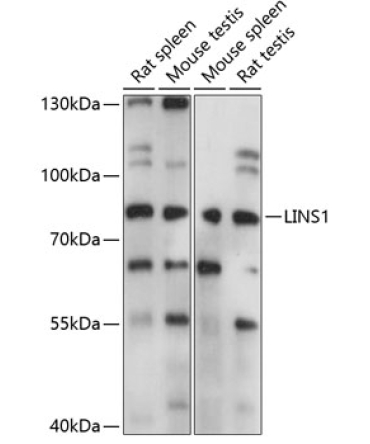 LINS1 Rabbit Polyclonal Antibody