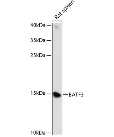 BATF3 Rabbit Polyclonal Antibody