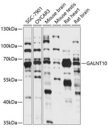 GALNT10 Rabbit Polyclonal Antibody