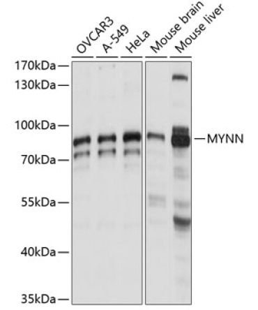 MYNN Rabbit Polyclonal Antibody