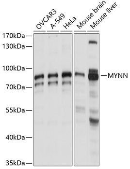 MYNN Rabbit Polyclonal Antibody