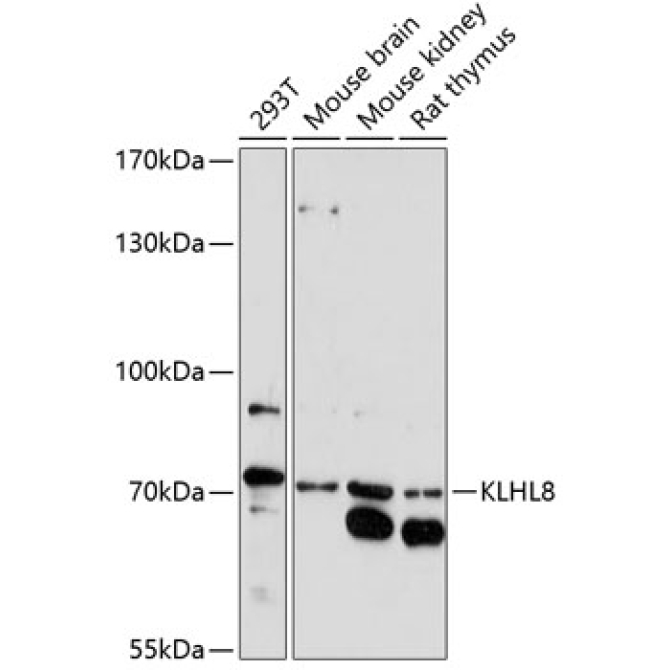 KLHL8 Rabbit Polyclonal Antibody