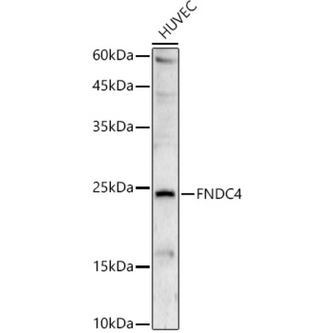 FNDC4 Rabbit Polyclonal Antibody
