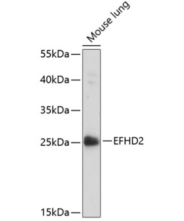EFHD2 Rabbit Polyclonal Antibody