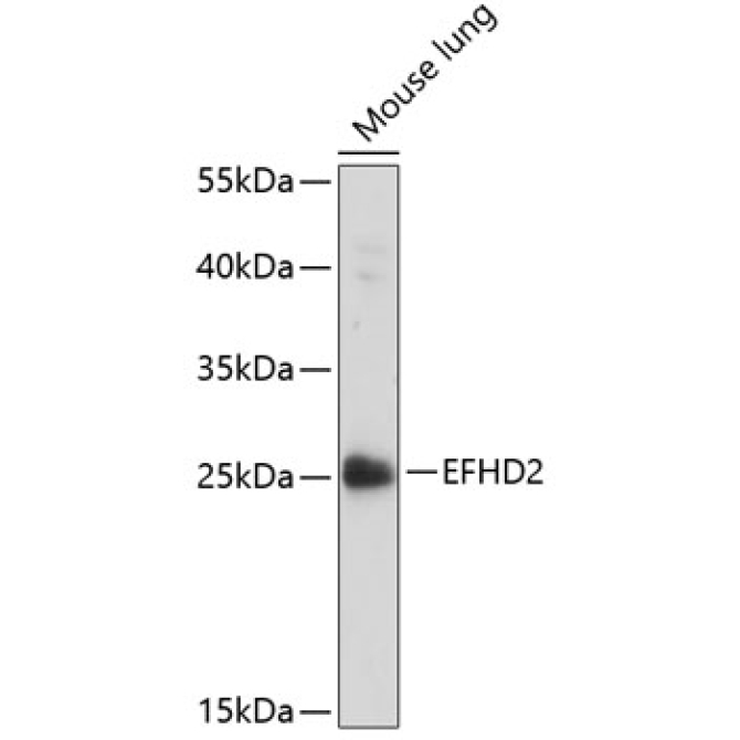 EFHD2 Rabbit Polyclonal Antibody