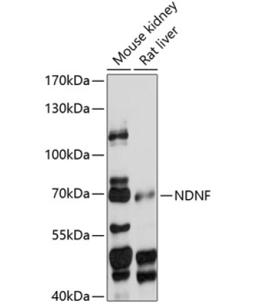 NDNF Rabbit Polyclonal Antibody