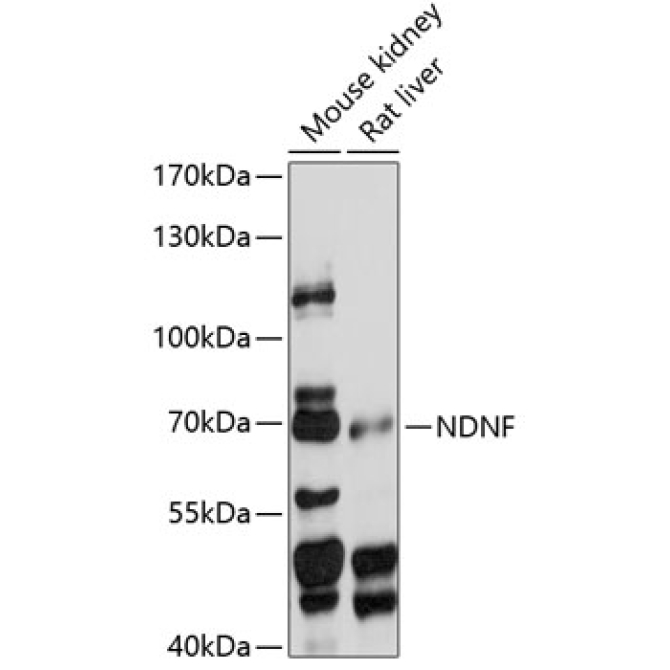 NDNF Rabbit Polyclonal Antibody