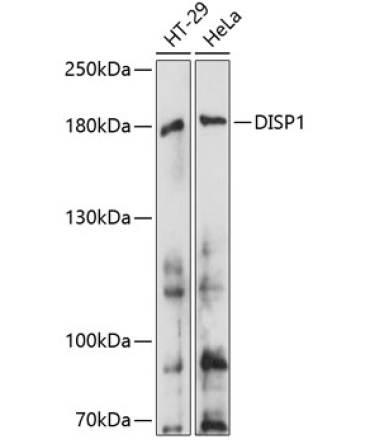 DISP1 Rabbit Polyclonal Antibody