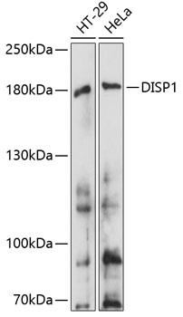 DISP1 Rabbit Polyclonal Antibody