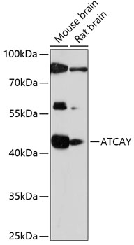 ATCAY Rabbit Polyclonal Antibody