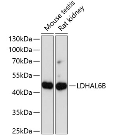 LDHAL6B Rabbit Polyclonal Antibody
