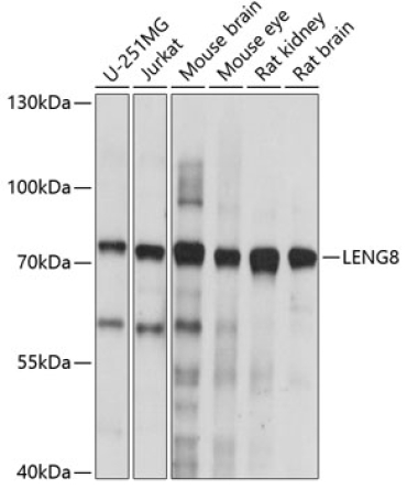 LENG8 Rabbit Polyclonal Antibody