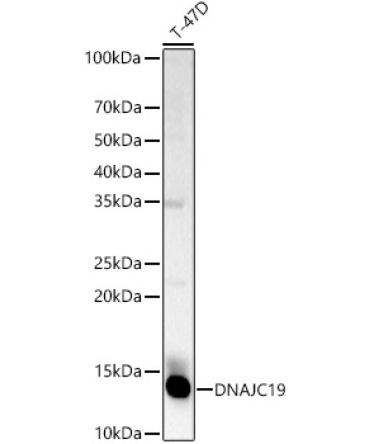 DNAJC19 Rabbit Polyclonal Antibody