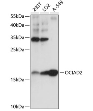 OCIAD2 Rabbit Polyclonal Antibody