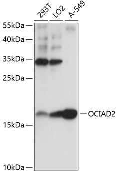 OCIAD2 Rabbit Polyclonal Antibody