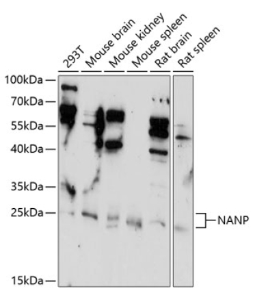 NANP Rabbit Polyclonal Antibody