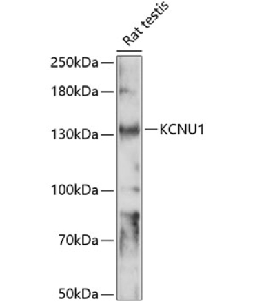 KCNU1 Rabbit Polyclonal Antibody