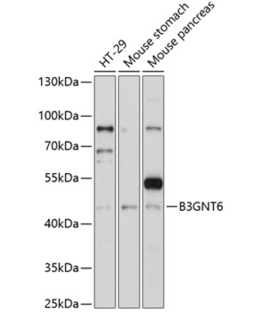 B3GNT6 Rabbit Polyclonal Antibody